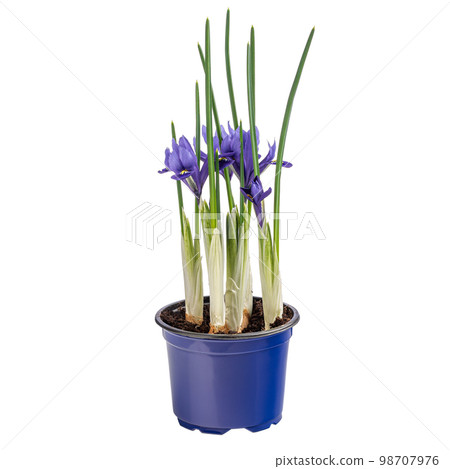 Beautiful ornamental flowering iris Beautiful ornamental flowering iris 98707976