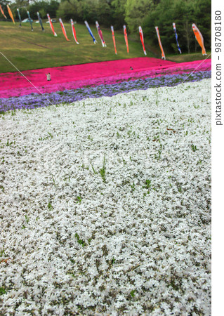 Moss phlox in full bloom at Shibazakura Park in Tochigi Prefecture 98708180