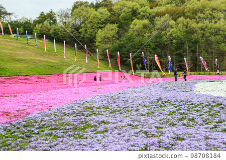 Moss phlox in full bloom at Shibazakura Park in Tochigi Prefecture Moss phlox in full bloom at Shibazakura Park in Tochigi Prefecture 98708184