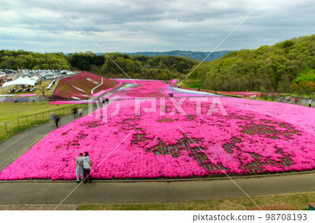 Moss phlox in full bloom at Shibazakura Park in Tochigi Prefecture 98708193