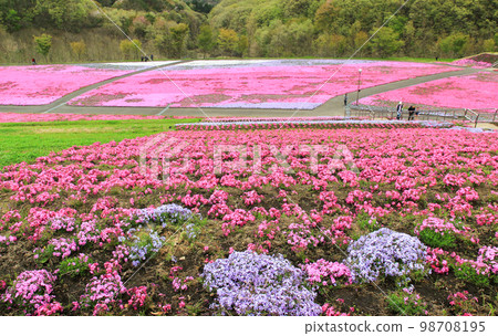 Moss phlox in full bloom at Shibazakura Park in Tochigi Prefecture 98708195