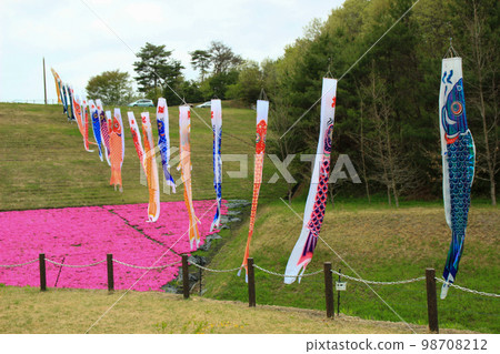 Moss phlox in full bloom at Shibazakura Park in Tochigi Prefecture 98708212