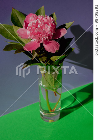 Beautiful peony flower on pink color in transparent Glass of water on isometric creative background. Fresh cut flowers green leaf for decoration home. Delivery flower Beautiful peony flower on pink color in transparent Glass of water on isometric creative background. Fresh cut flowers green leaf for decoration home. Delivery flower 98708293