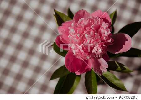 Beautiful peony flower on pink color close up. Fresh cut flowers green leaf for decoration home. Delivery flower Beautiful peony flower on pink color close up. Fresh cut flowers green leaf for decoration home. Delivery flower 98708295