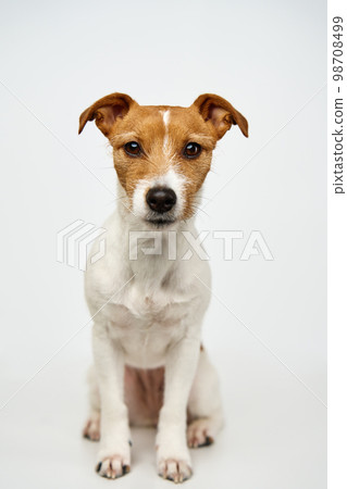 Curious interested dog looks into camera. Jack russell terrier closeup portrait on white background. Funny pet Curious interested dog looks into camera. Jack russell terrier closeup portrait on white background. Funny pet 98708499