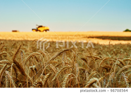 Rye field landscape. Close up of rye ears. Harvesting period 98708564
