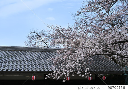 春天名古屋城堡 春天名古屋城堡 98709136