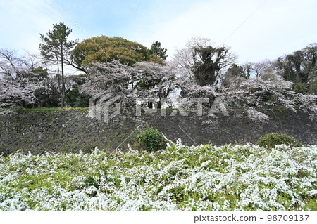 春天名古屋城堡 春天名古屋城堡 98709137