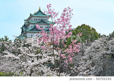 春天名古屋城堡 98709169