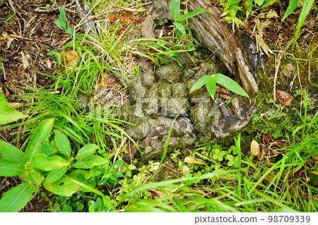 Brown bear excrement on Mt. Kariba Trail 98709339