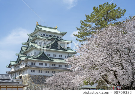 春天名古屋城堡 98709383