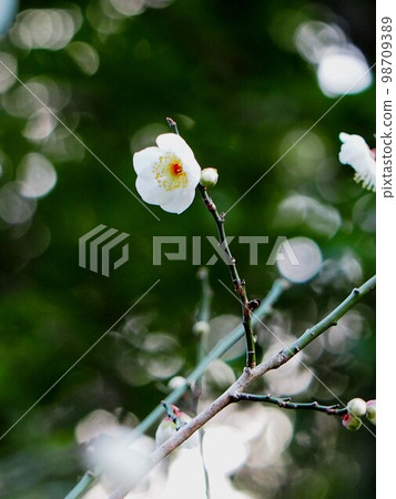 白梅花的枝條在陽光的照耀下綻放(新年的天滿宮梅園) 白梅花的枝條在陽光的照耀下綻放(新年的天滿宮梅園) 98709389