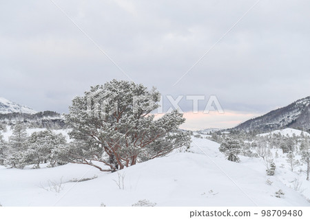 Arctic Norway in Winter 98709480