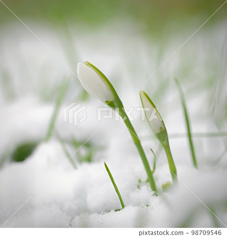 Spring background with flowers. The first spring flowers - snowdrops in the grass.  (Amaryllidaceae - Galanthus nivalis) 98709546