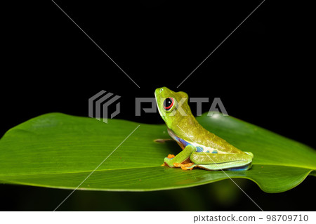 Red-eyed tree frog (Agalychnis callidryas) Cano Negro, Costa Rica wildlife 98709710
