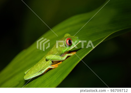 Red-eyed tree frog (Agalychnis callidryas) Cano Negro, Costa Rica wildlife 98709712