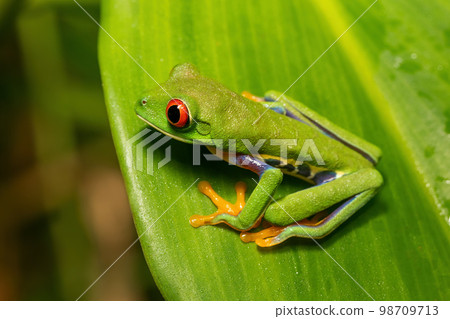 Red-eyed tree frog (Agalychnis callidryas) Cano Negro, Costa Rica wildlife 98709713