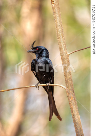 Crested Drongo, Dicrurus Forficatus, Kirindy forest, Madagascar wildlife Crested Drongo, Dicrurus Forficatus, Kirindy forest, Madagascar wildlife 98709715