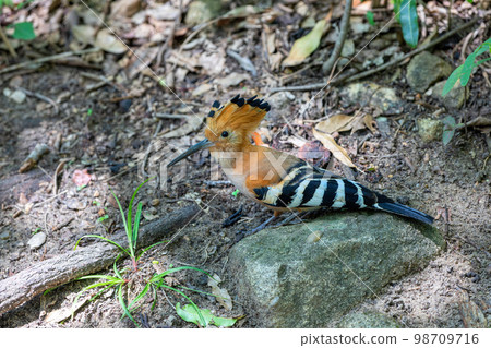 Madagascar hoopoe, Upupa marginata, Isalo... - Stock Photo [98709716] -  PIXTA