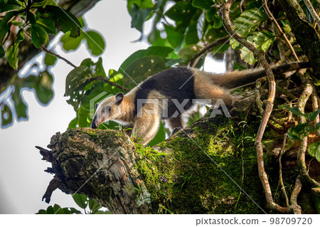 Northern tamandua, Tortuguero Cero, Costa Rica wildlife 98709720