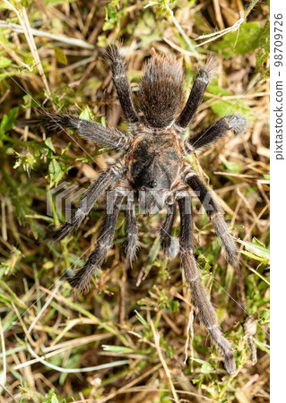Tarantula (Sericopelma melanotarsum) Curubande de Liberia, Costa Rica wildlife 98709726