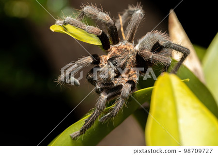 Tarantula (Sericopelma melanotarsum) Curubande de Liberia, Costa Rica wildlife 98709727
