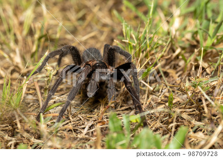 Tarantula (Sericopelma melanotarsum) Curubande de Liberia, Costa Rica wildlife 98709728