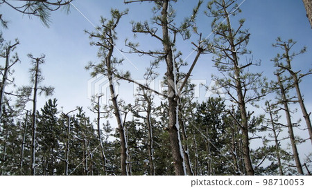 公園裡的松林和藍天,只有北側的樹幹是雪的 公園裡的松林和藍天,只有北側的樹幹是雪的 98710053