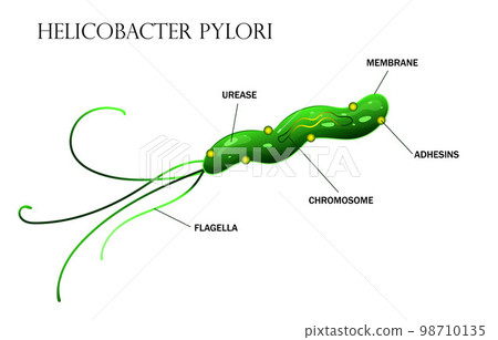 Helicobacter pylori cell anatomy illustration 98710135