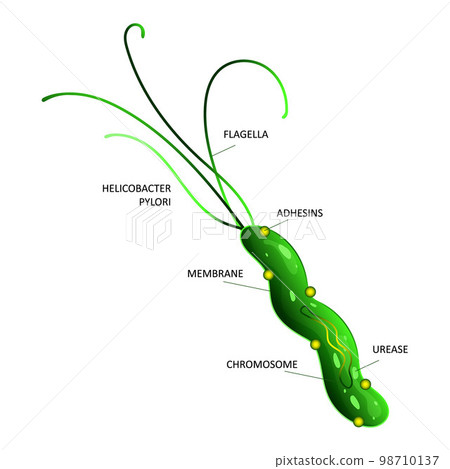 Helicobacter pylori cell structure illustration 98710137