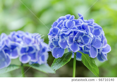 hydrangea   98710140