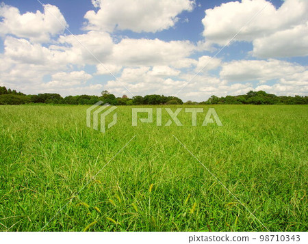 初秋水元公園馬唐草地森林景觀 98710343