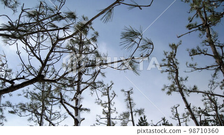 公園裡的松林和藍天，只有北側的樹幹是雪的 98710360