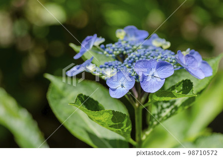  繡球花 98710572