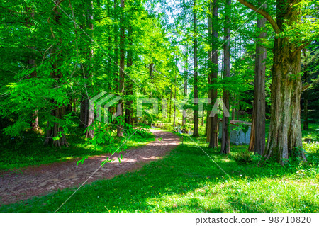 水杉林及步道 98710820