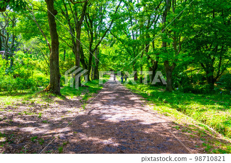 新鮮的綠色森林和人行道 98710821