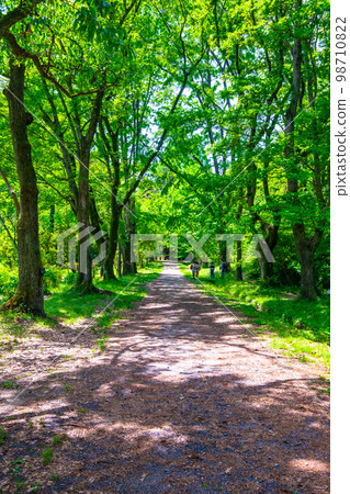 新鮮的綠色森林和人行道 新鮮的綠色森林和人行道 98710822