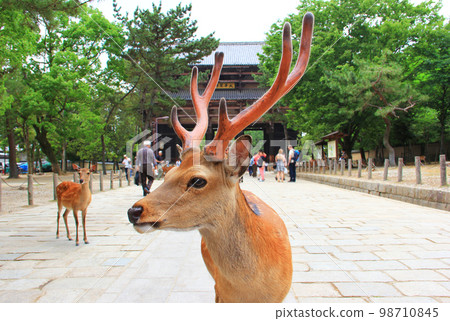 Deer in Nara Park and Daikegonji Temple (South Gate of Todaiji Temple) 98710845