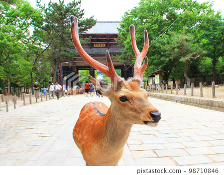 奈良公園的鹿和大虛光寺(東大寺南門) 奈良公園的鹿和大虛光寺(東大寺南門) 98710846
