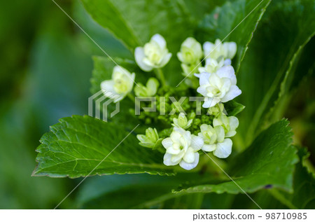  Gaku hydrangea 98710985
