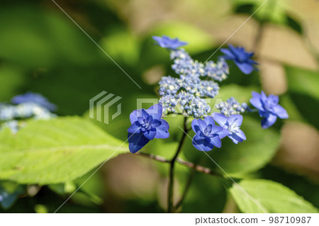 Gaku hydrangea Gaku hydrangea 98710987