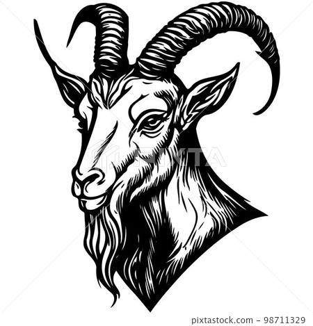 animal head domestic goat 98711329