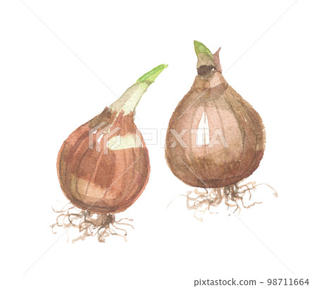 Narcissus root Narcissus root 98711664