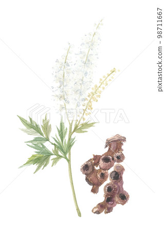 Zinnia ginger flowers and roots 98711667