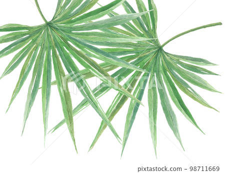 鋸矮棕櫚條 鋸矮棕櫚條 98711669