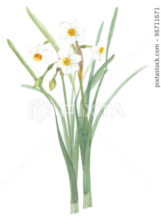 Japan Narcissus nihon daffodils Japan Narcissus nihon daffodils 98711671