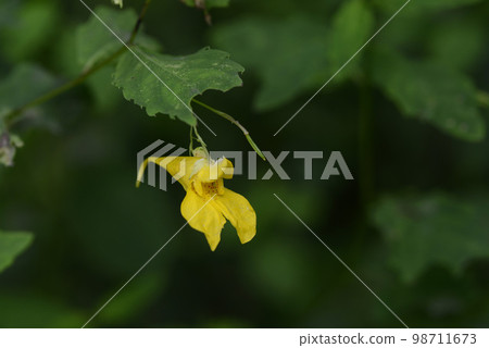 Kitsurifune 98711673