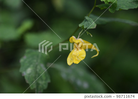 Kitsurifune Kitsurifune 98711674