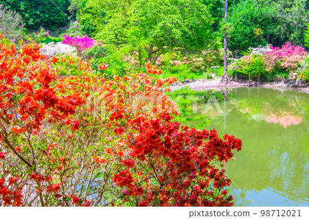 帶池塘的新鮮綠色和杜鵑花私人植物園 98712021