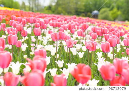 Tulips in full bloom Tulips in full bloom 98712079